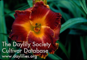 Daylily Copperhead Road
